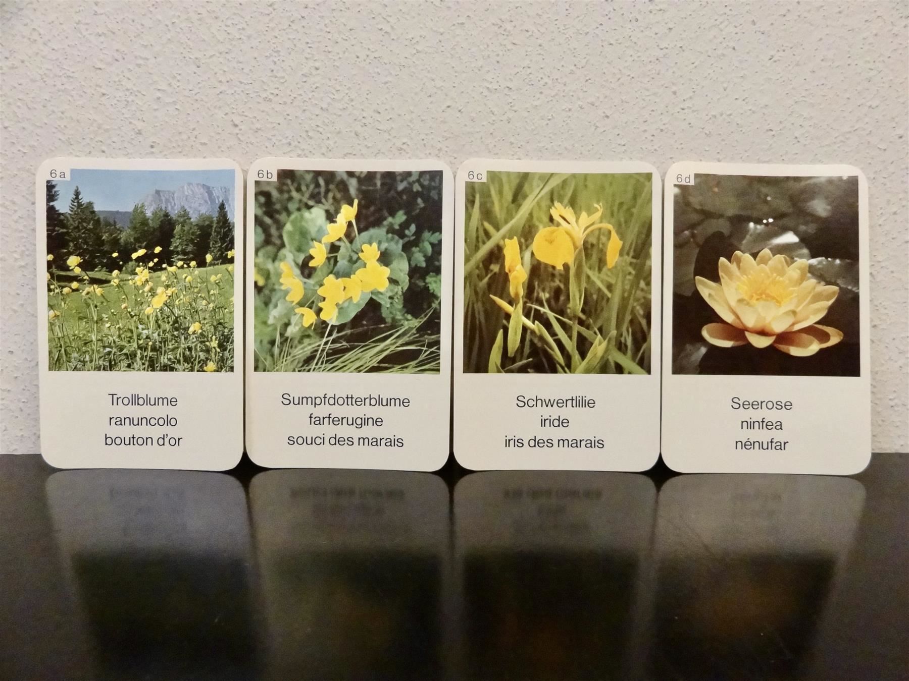 Spiele: altes Quartett BLUMEN-QUARTETT BLUMEN – Gebraucht aus Kerzers von wisaundsowiso 7