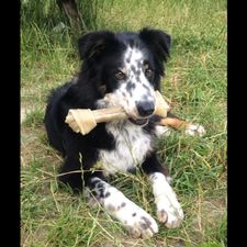 Profile image of Dogmover