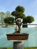 Ausdrucksstarker Zelkova Bonsai mit kräftigem Stamm