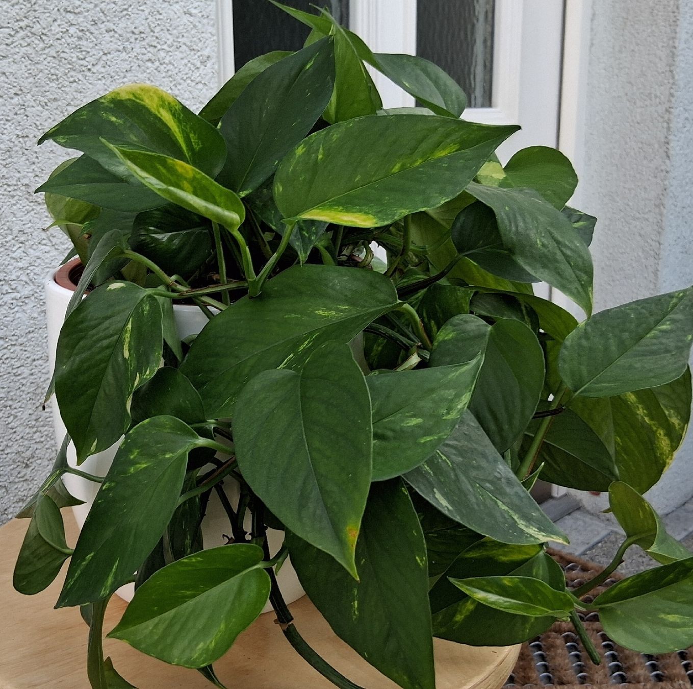 Plantes & graines: Zimmerpflanze Epipremnum aureum – Neuf (Voir description) à Aarburg par brujil 3