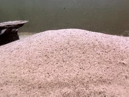 Weisser Sand für Aquarium / Deko- Körnung  (ca. 0.1- 0.01mm)