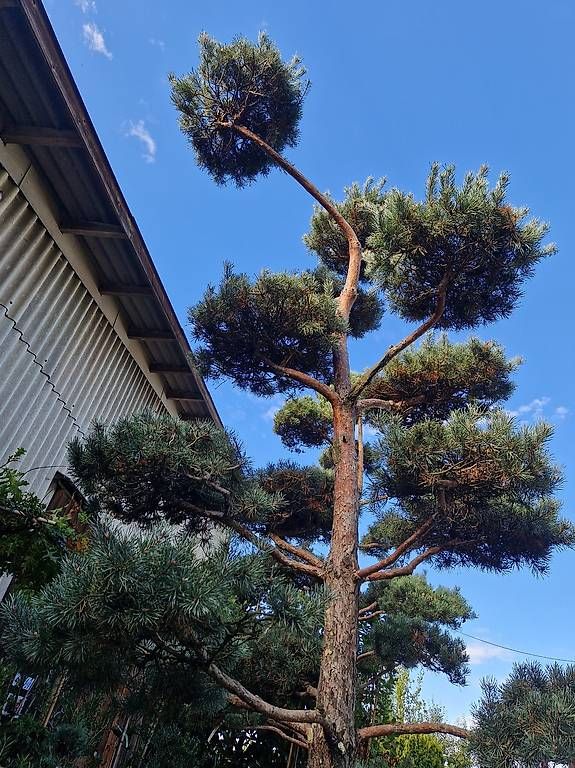 Riesen Bonsai Fhre 6m gross (Gebraucht) in Ebersecken fr CHF 12000  nur  Abholung auf Ricardo kaufen