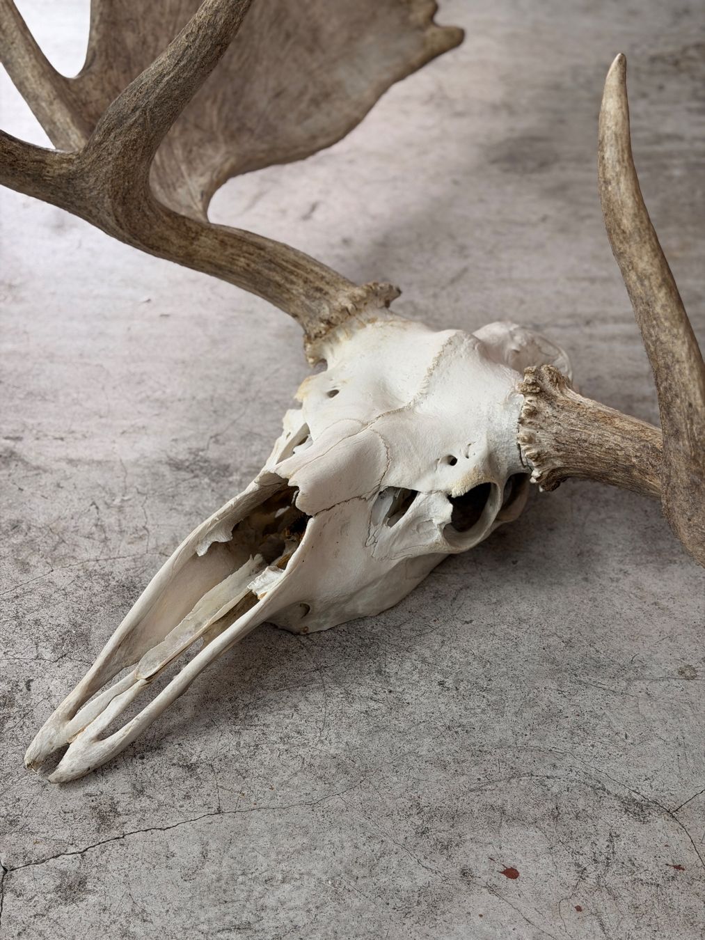 Il mondo degli animali: Wunderschönes Elch Geweih - Eyecatcher – Usato da Küsnacht ZH venduto da Icon21 5
