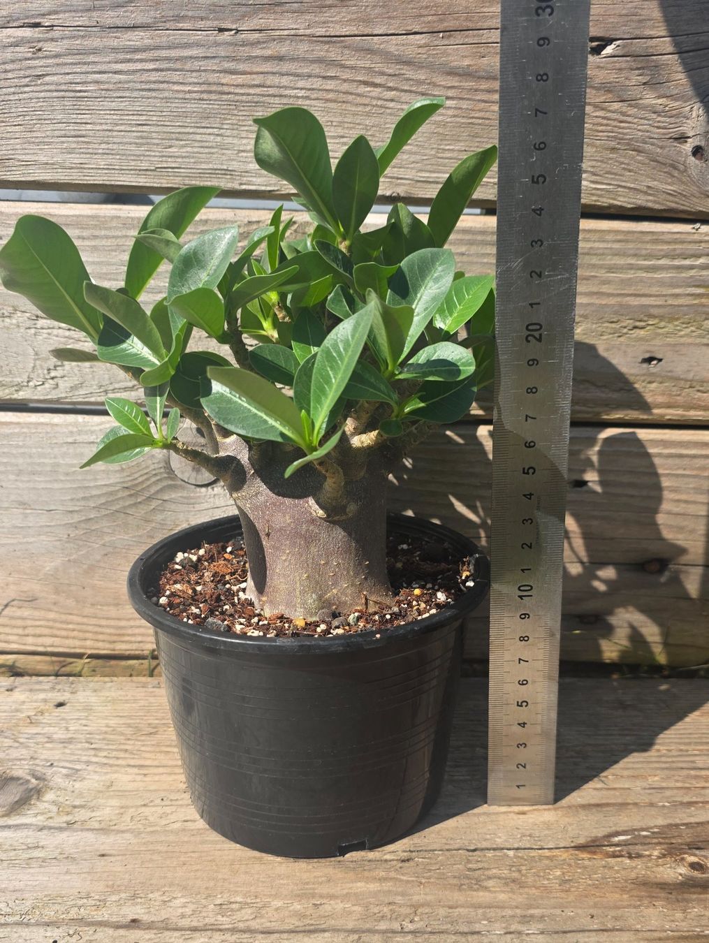 Pflanzen & Samen: Adenium Black Skin / Wüstenrose – Gebraucht aus St.Erhard von Plumilandschweiz 4