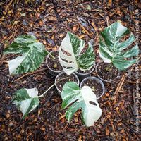 Monstera Deliciosa Borsigiana Albo-Variegata - TOP robust