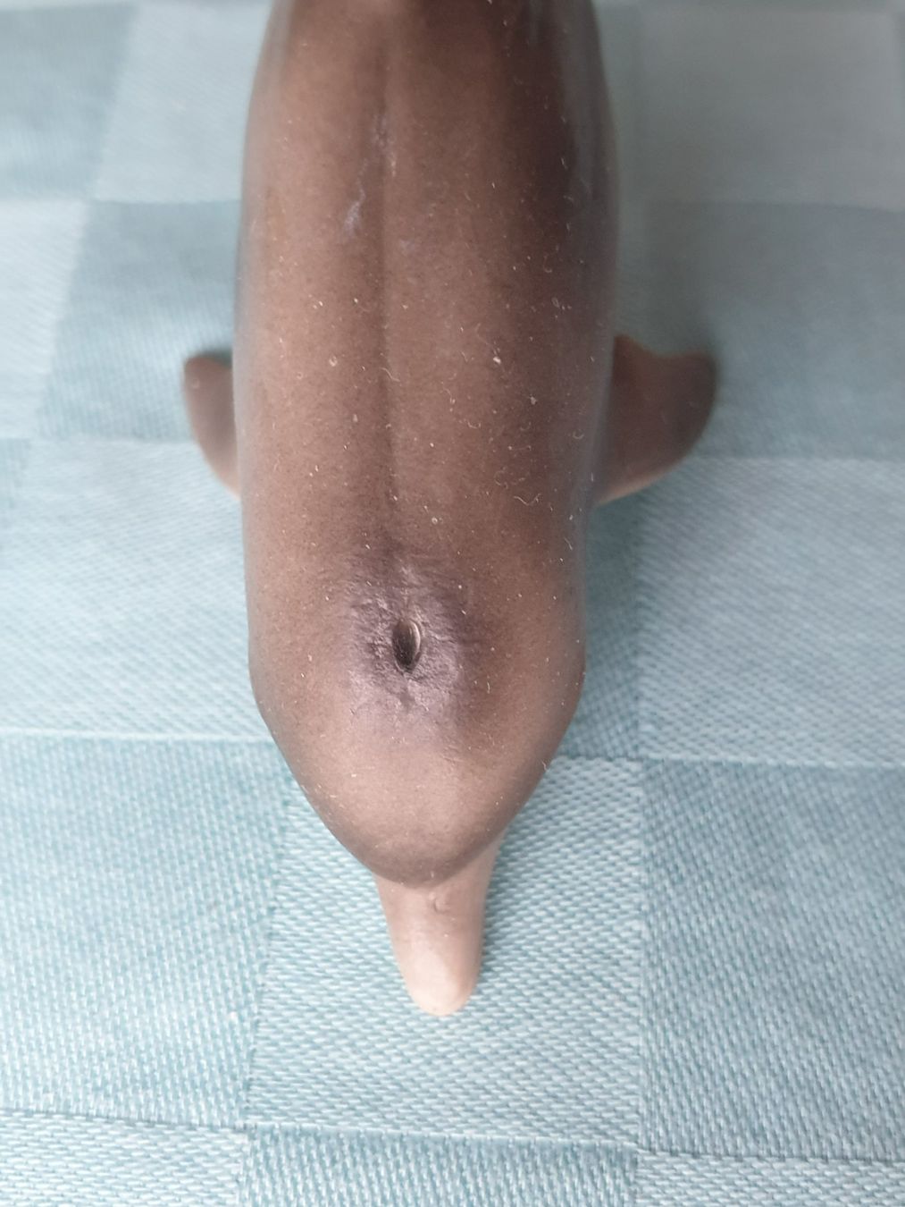 Schleich Statuette: Delfin Schleich Tier – Usato da Mörschwil venduto da spirspi 3