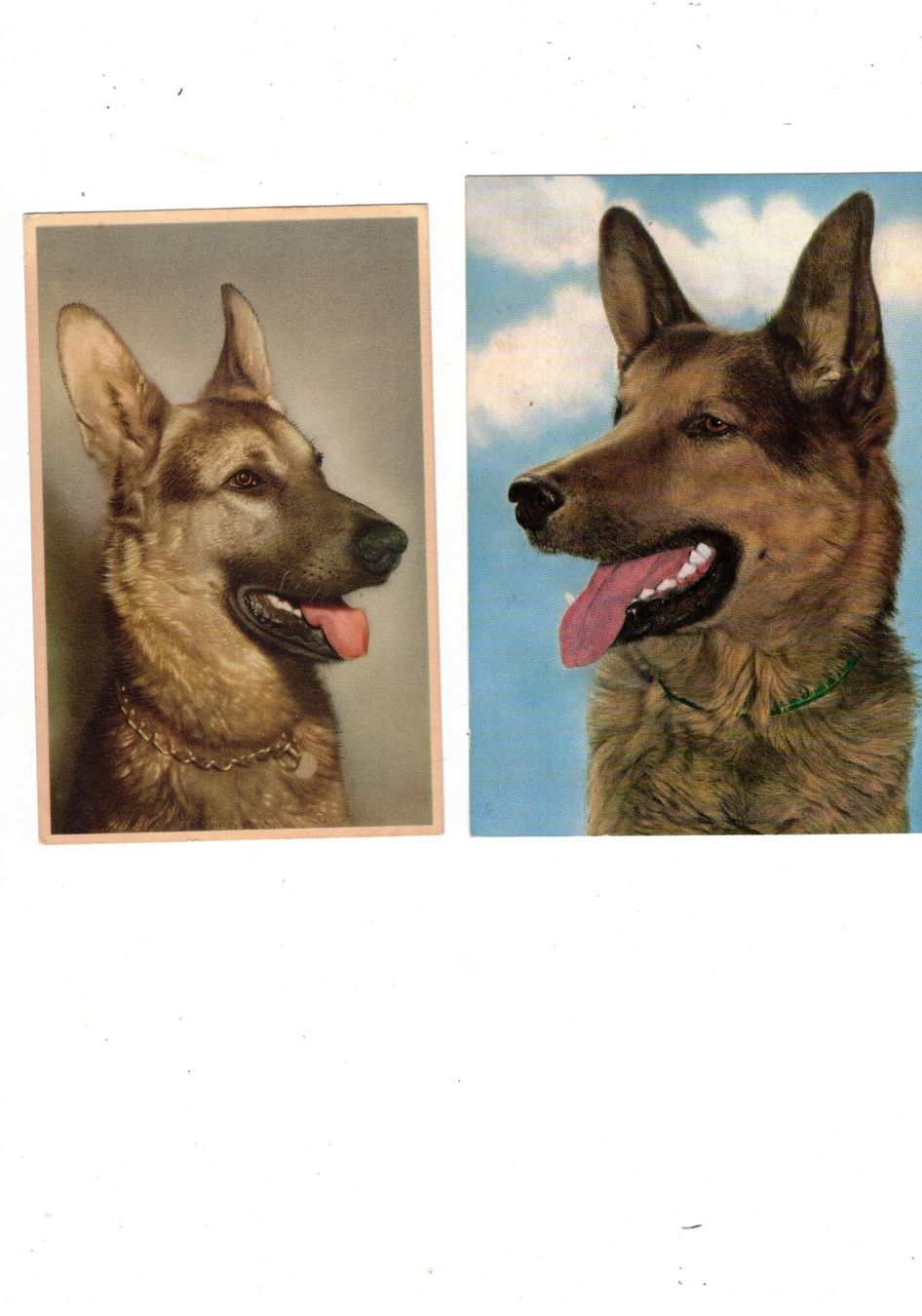 Cartoline postali: Hunde Schäferhunde Tiere Ansichtskarten – Usato da Widnau venduto da Seppl480