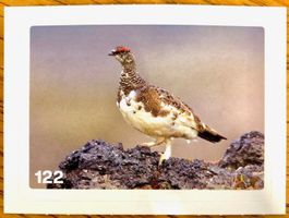 Migros Nature Detectives - Bild Nr. 122