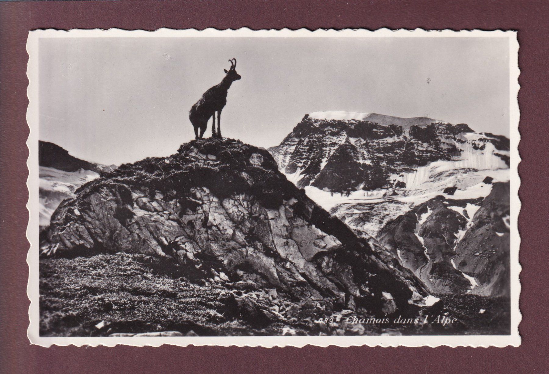 Cartoline postali: CHAMOIS dans l'alpe – Usato da Pully venduto da nicecards