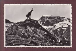 CHAMOIS dans l'alpe