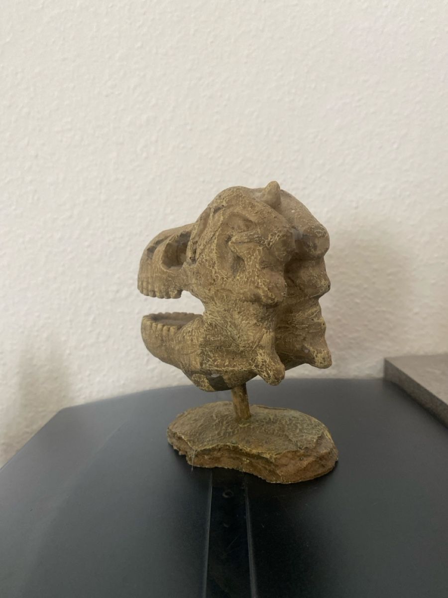 Statuette: Crâne de dinosaure - Objet de décoration – Nuovo (secondo la descrizione) da Fribourg venduto da lau_5lkk 2