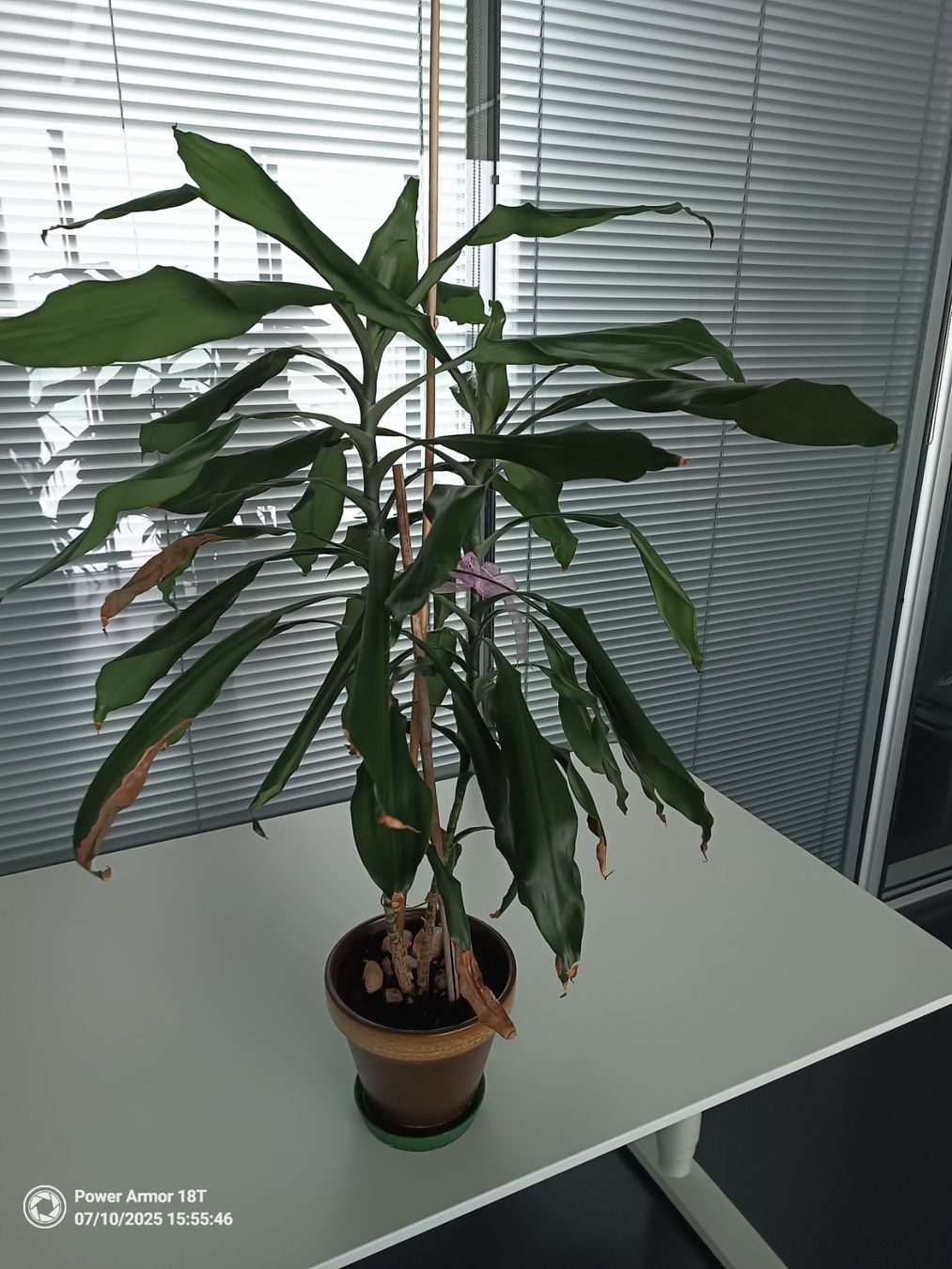 Piante & sementi: Drachenbaum (Dracaena Fragrans) – Usato da Winterthur venduto da Kristiinag
