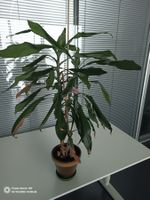 Drachenbaum (Dracaena Fragrans)