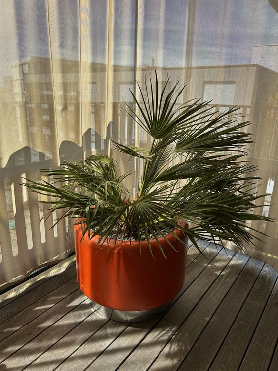 Grosse Palme für Balkon/Terrasse im Topf Kaufen auf Ricardo