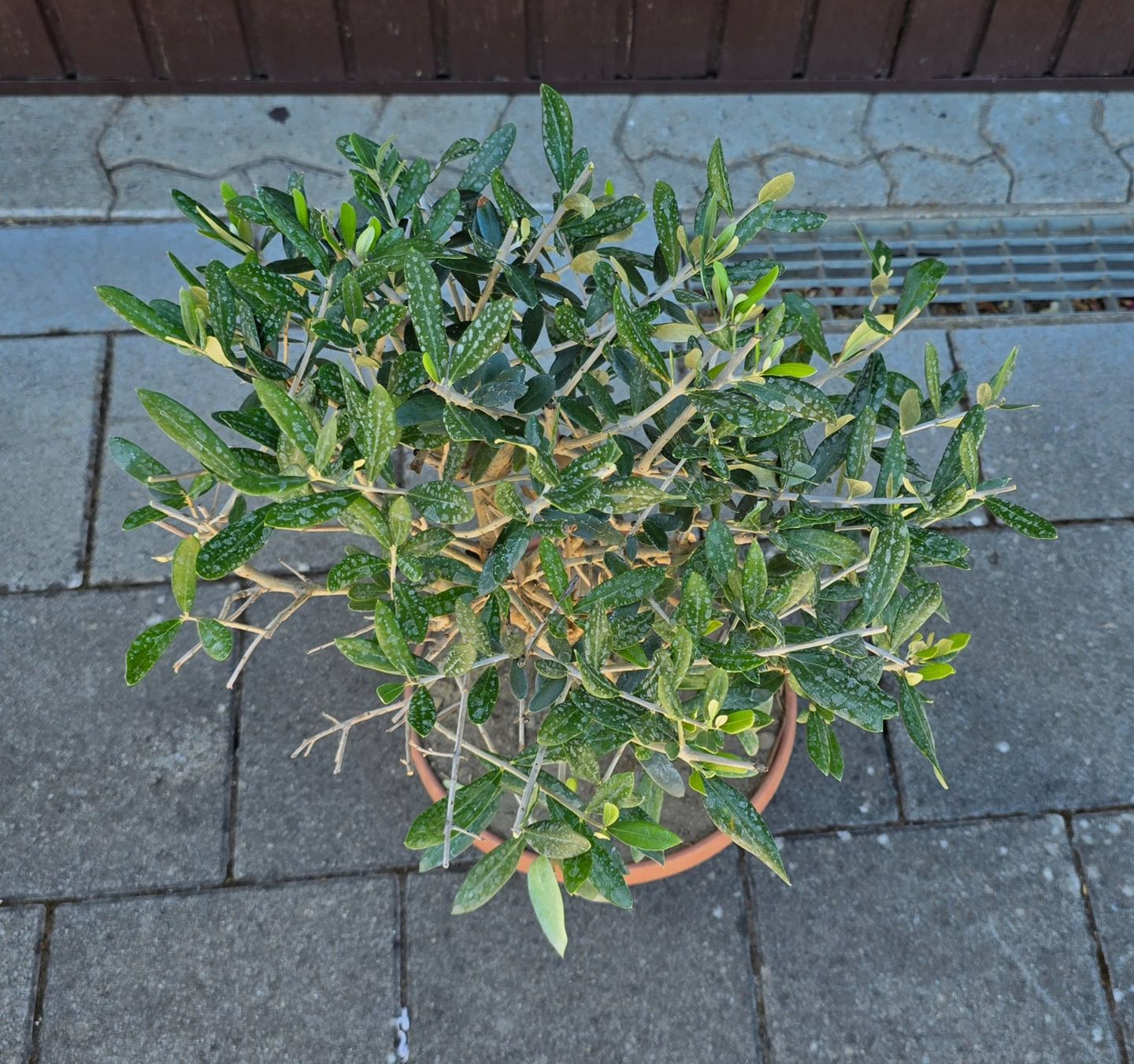 Plantes & graines: Olivenbaum Nr.3 – D'occasion à Aarburg par popkorn65 2