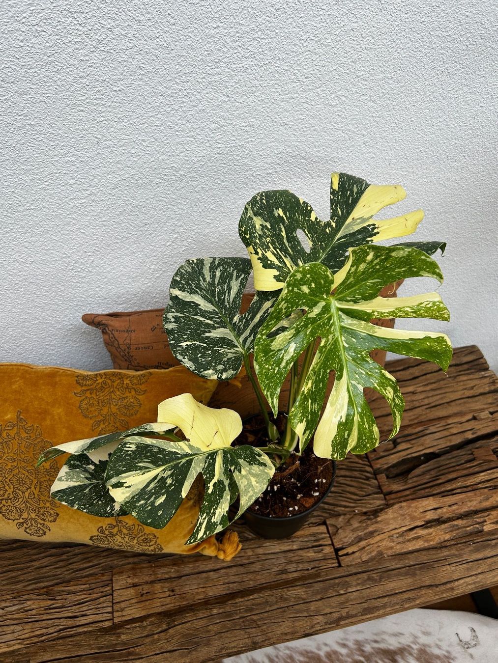 Piante & sementi: Monstera Thai Constellation💚 – Usato da Wattwil venduto da Mikesplantshop