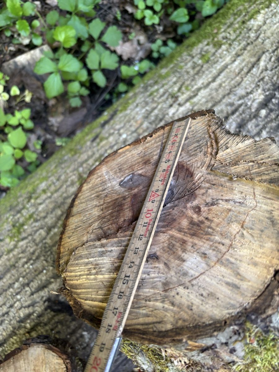 Articoli in legno: 2 Obstbaumstämme – Usato da Wil SG venduto da mario.wick 5