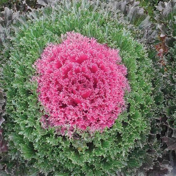 Piante & sementi: 15 Samen Ornamentalkohl Pink Kamome – Nuovo (secondo la descrizione) da Ehrendingen venduto da VerveinaSamen 5