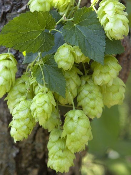 Piante & sementi: Hopfen - Humulus lupulus - 50 Samen – Nuovo e nell'imballaggio originale da Sumiswald venduto da Cham14559 1