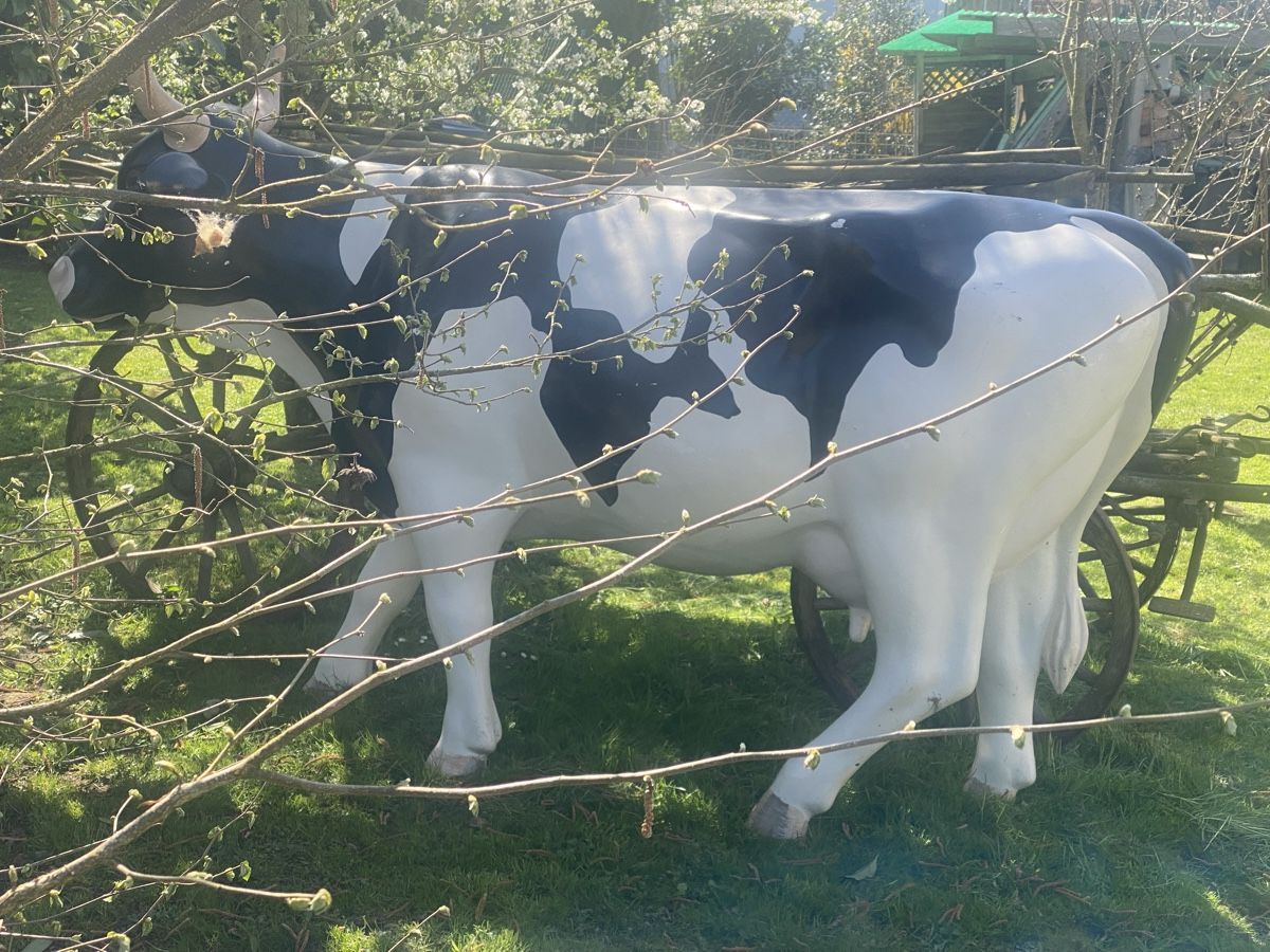 Tutte le decorazioni: Kuh lebensgross, Milchkuh Rind-679 – Usato da Recherswil venduto da paulchen09 3