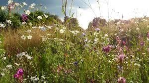 Piante & sementi: Bauerngarten Blumen, Blumenwiese – Nuovo (secondo la descrizione) da Eschen venduto da Saemereien24 1
