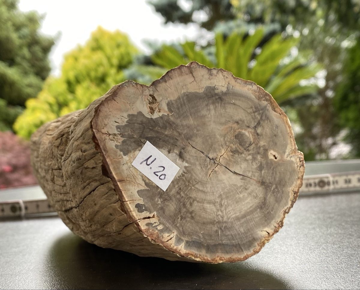 Minerali & Pietre curative: Wunderschönes grosses versteinertes Stück Holz  – Usato da Selzach venduto da 321compac 3