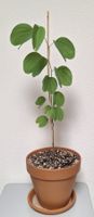 Orchideenbaum (Bauhinia variegata) seltene Rarität ca. 60 cm