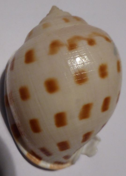 SEMICASSIS BISULCATA BOOLEYI;SEHR SELTEN; PHILIPPINEN Kaufen auf