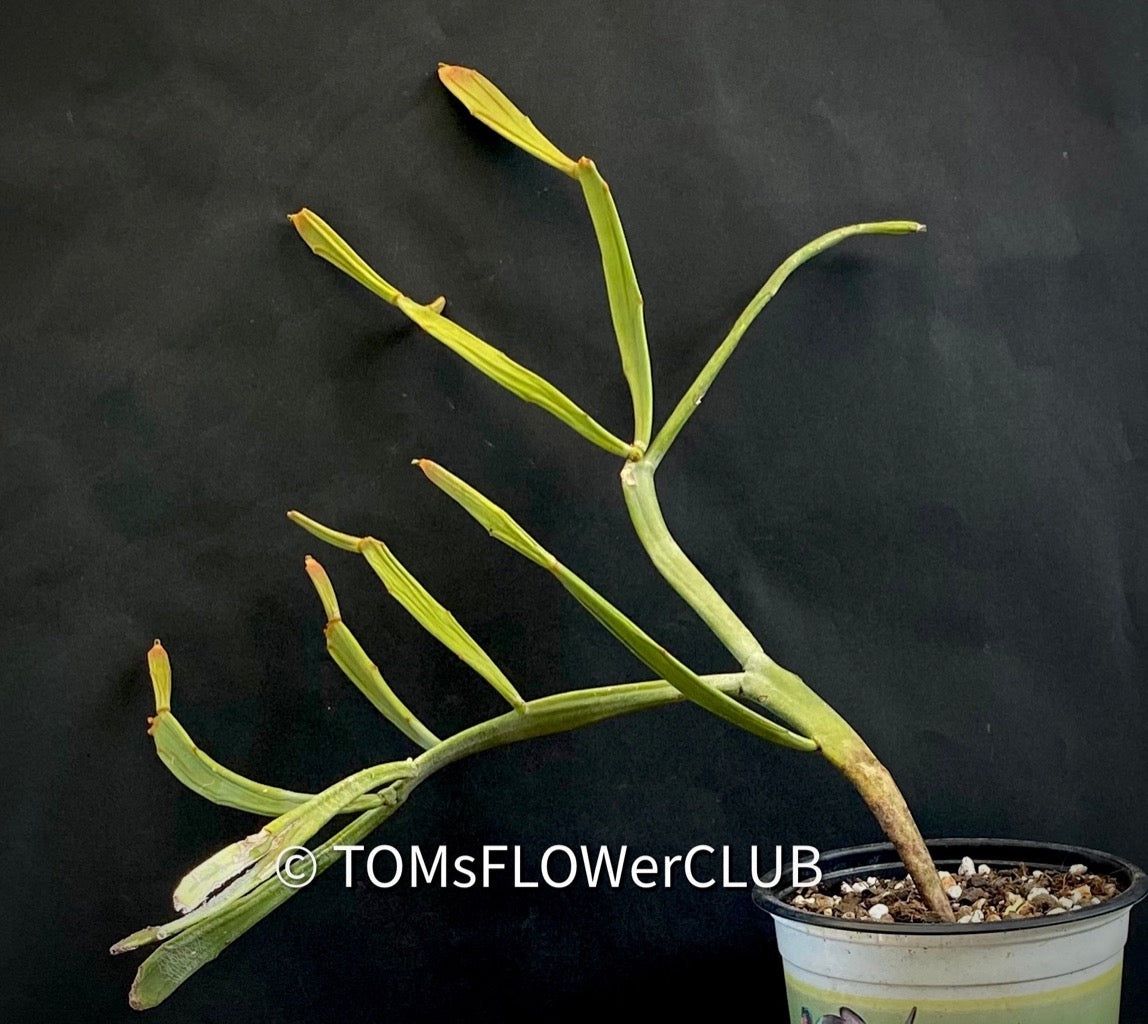 Piante & sementi: Euphorbia Xylophylloides - einzigartig aus Madagaskar – Nuovo e nell'imballaggio originale da Adliswil venduto da astom369 8