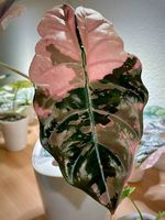 Alocasia Chantrieri Pink - RHIZOM