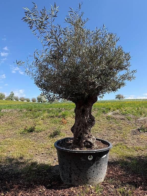 Plantes & graines: Olivenbaum "Olea Europea 3 – D'occasion à Zuckenriet par Thur_Plant 3