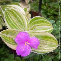 Tradescantia Sillamontana Aurea Variegata - Sonne liebend