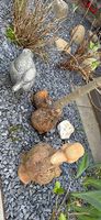 FamilieEnte ente