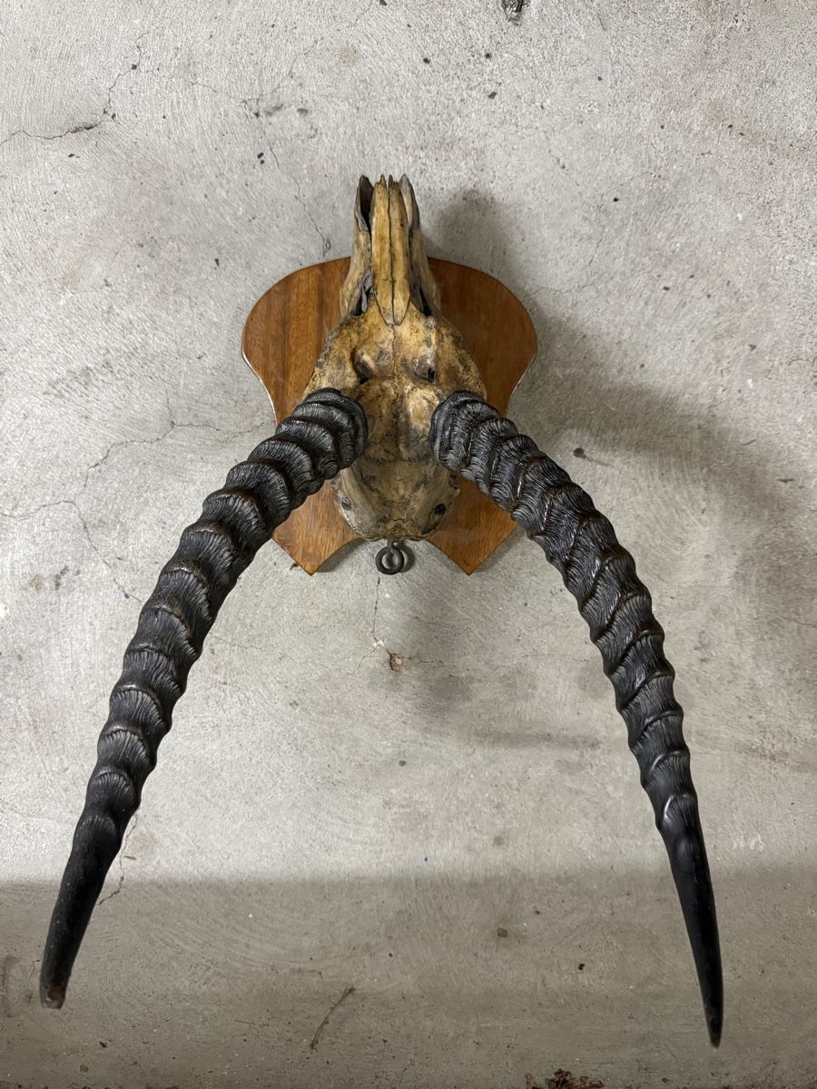 Sonstiges zum Sammeln & Seltenes: Antike Jagdtrophäe, Maison Dayrolle Paris – Neu (gemäss Beschreibung) aus Zürich von Jamezone 2