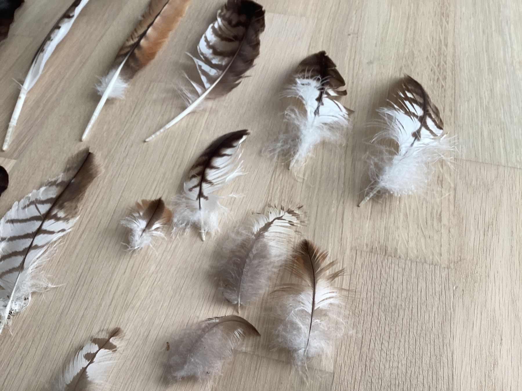Welt der Tiere: Rotmilan und Mäusebussard Federn 2 – Gebraucht aus Flawil von Barschfreak 3