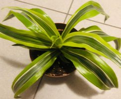 Seltene DRACAENA REFLEXA LIME/ PLEOMELE REFLEXA LIME 10-15cm