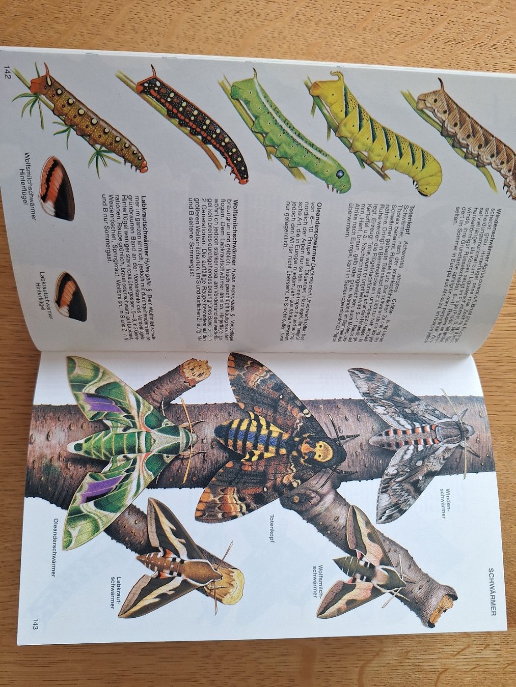 Libri: Pareys Buch der Insekten Michael Chinery  – Usato da Sempach Station venduto da Feuersalamander69 2