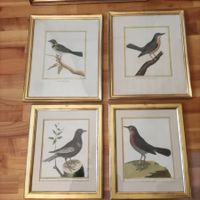 Sammlung Lithographien Vögel handcoloriert über 20 Stück