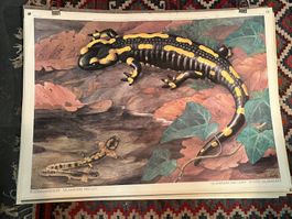 schulwandbild, feuersalamander