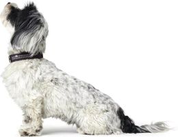 Hunter Halsband Kunstleder Swarovski XS Chihuahua klein Hund
