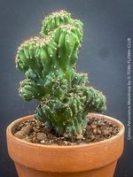 Cereus Peruvianus Monstrose - skulpturale Kaktus-Schönheit