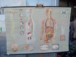 Grosses Schulwandbild „Nervensystem“ – Hagemann Unser Körper
