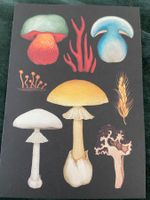 AK neu Illustration Pilz  Pilze Botanic Gardens