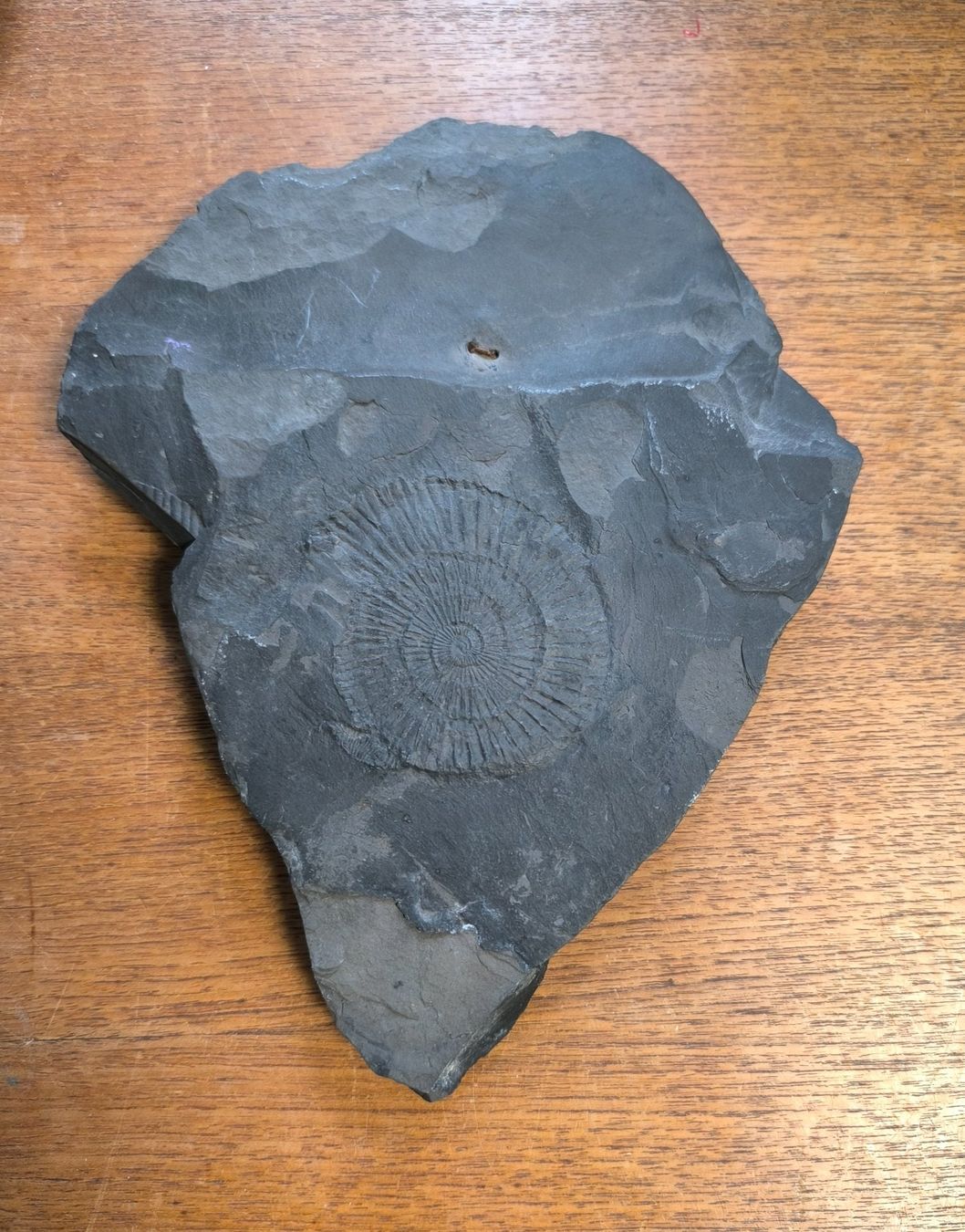 Fossili: Fossil - Versteinerter Ammonit – Usato da Fruthwilen venduto da rescuemarie