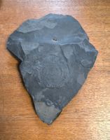 Fossil - Versteinerter Ammonit