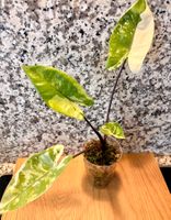 Alocasia Black Stem Albo