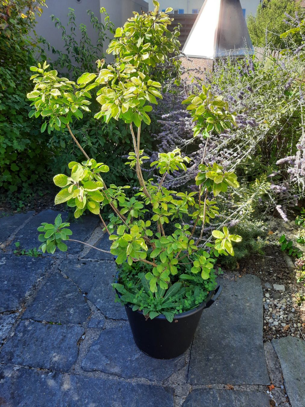 Plantes & graines: Perückenstrauch – D'occasion à Arbon par torso444