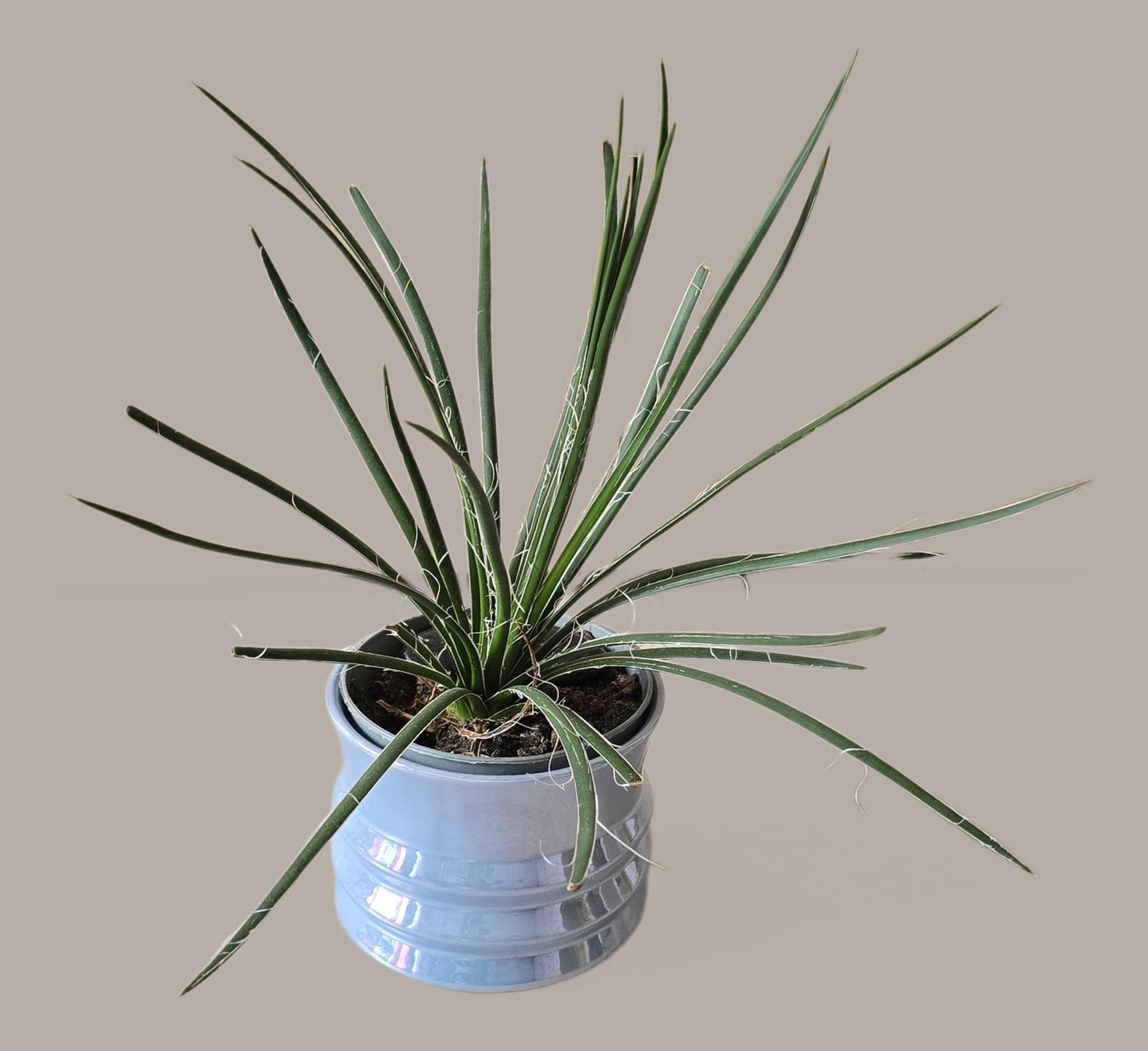Plantes & graines: Agave geminiflora – Neuf (Voir description) à Aarburg par Glitzerschein