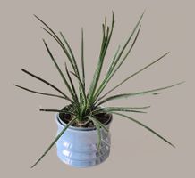 Agave geminiflora