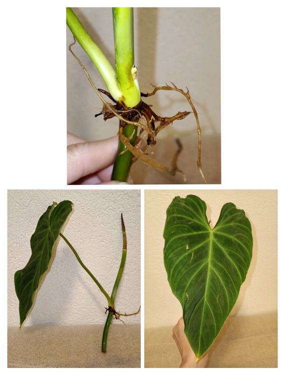 philodendron-splendid-kopfsteckling-neu-gem-ss-beschreibung-in